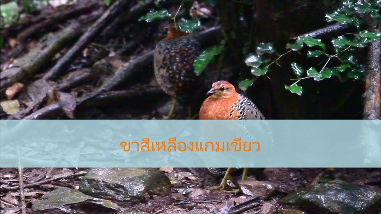 204 นกกระทาสองเดือย Ferruginous Partridge 