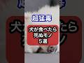超猛毒!犬が食べたら死ぬモノを獣医師が解説 #犬のいる生活 #犬 #いぬ #犬のいる暮らし