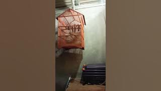 Suara perkutut koloni