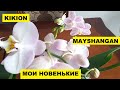 МОИ НОВЫЕ ОРХИДЕИ "KIKION" и мини "MAYSHANGAN"