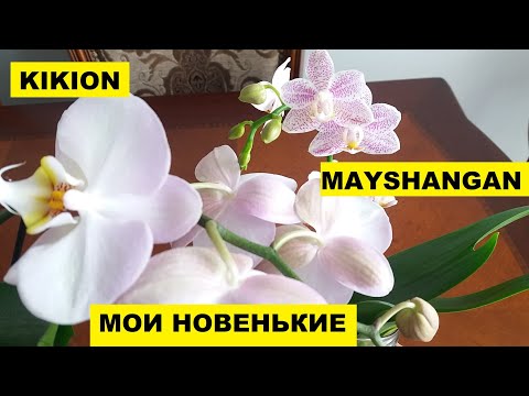МОИ НОВЫЕ ОРХИДЕИ