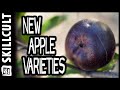 New Apple Varieties on Auction , What This is Really About