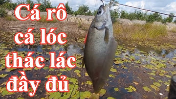Câu Cá Rô Đồng, Thác Lác, Cá Lóc, Cá Rô Biển. #fishing #sanghuynhvlog