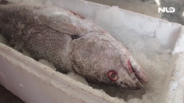 Ngư dân Quảng Trị bắt được con cá nặng 12 kg, nghi sủ vàng quý hiếm | NLĐTV