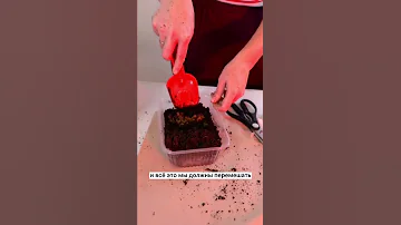 Какой грунт нужен для посадки эустомы