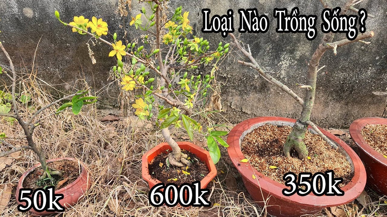 Lý Do Cây Mai Ghép Mới Mua Về Sau Khi Cho Bông Tết Hay Bị Khô Nhánh Và C.H.ẾT Dần