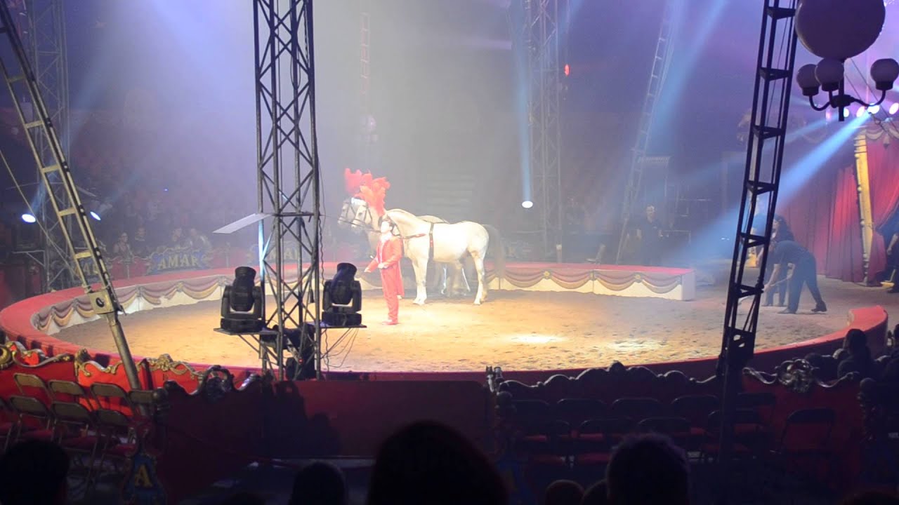 Cirque Amar - Chevaux et poney