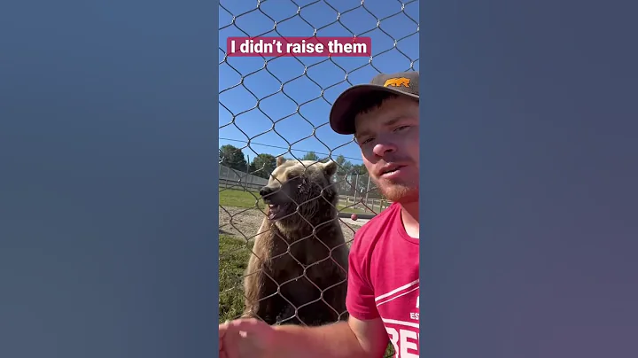 Working with bears is the best. #shorts #animals #dangerousanimals