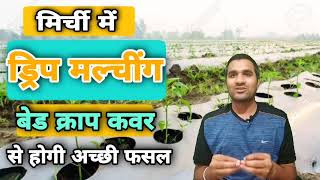 मिर्ची में मल्चींग ड्रिप से होगा बंम्फर उत्पादन|| Drip Irrigation in Chilli|| Mulching in Chilli||