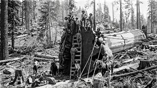 How America Logged 3,000-Year-Old Redwoods That Were Too Big to Fall