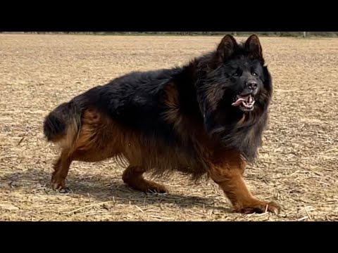 The king my long hair german shepherd dog “Boss”❤️🐾😘🧿 - YouTube