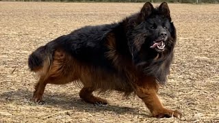 The king my long hair german shepherd dog “Boss”❤️🐾😘🧿