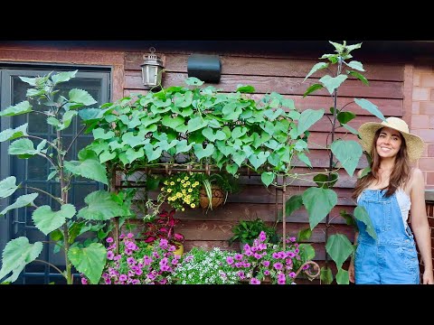 Video: Můžete pěstovat slunečnice v nádobách – tipy pro výsadbu slunečnice v květináči