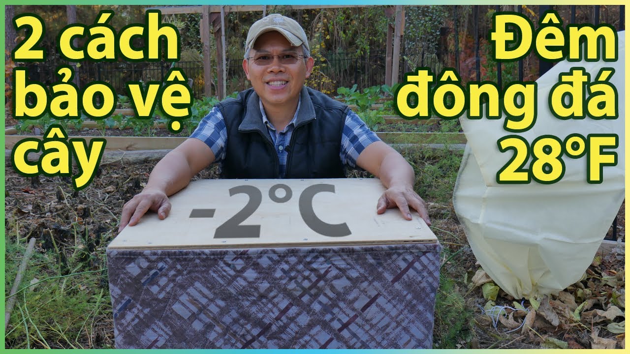 Trời lạnh!! 2 cách bảo vệ cây mùa đông ngoài vườn.
