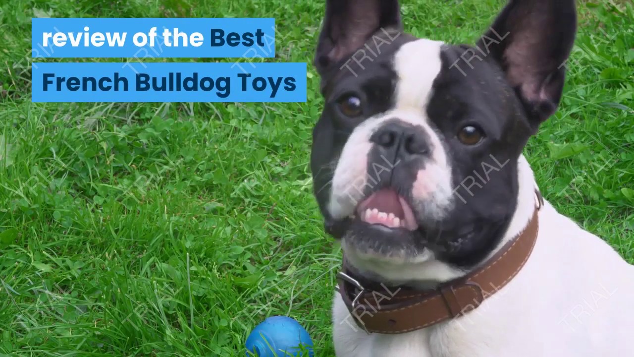 best french bulldog puppy toys 2020 (my top 10) 