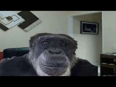 Ultimate Monke Memes Compilation 