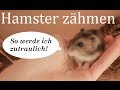 Hamster zähmen: So wird Euer Hamster zahm!