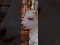 #cattleworld #cuteanimal #cattleyard #animals #cutefarmanimal #cow #bull #goat #cute cattle yard