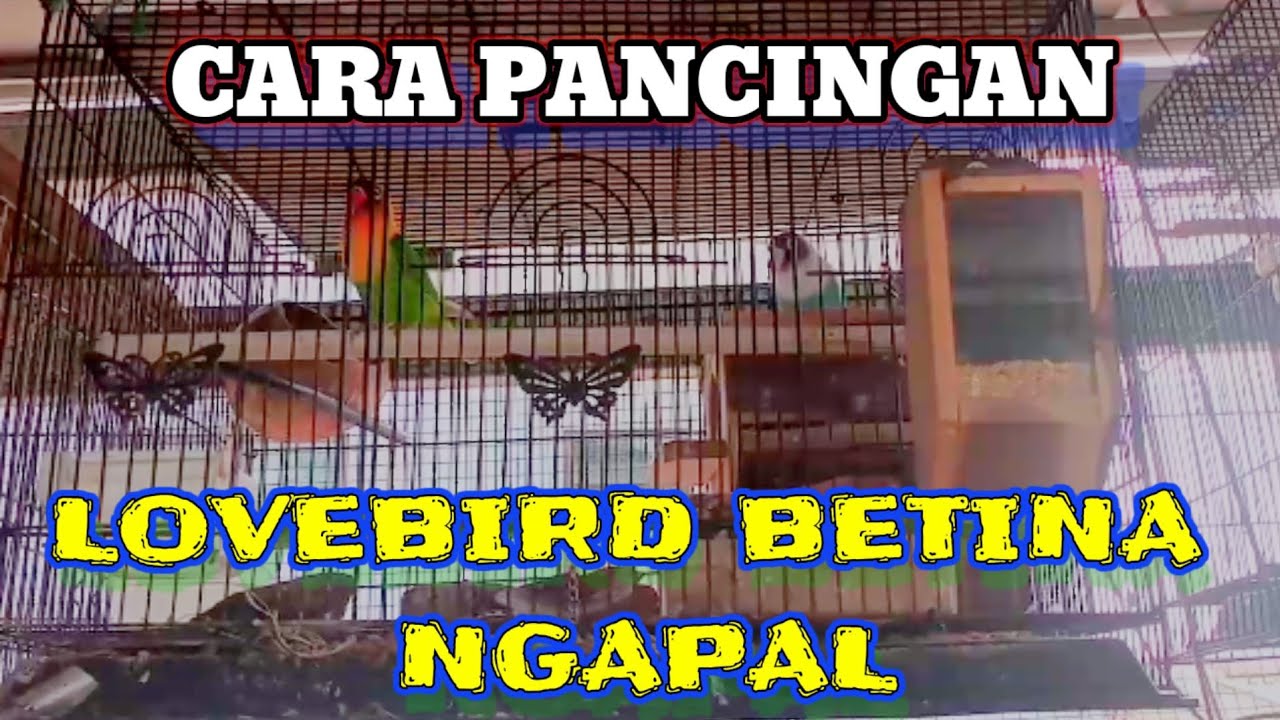 CARA PANCINGAN LOVEBIRD BETINA NGAPAL