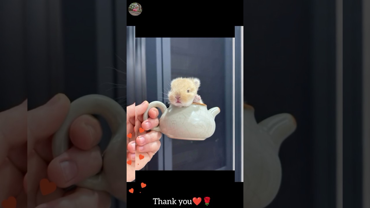 তোমার আছে এমন🧐?/bunny video/rabbit video/cute animal#youtubeshorts #short #shortsfeed #rabbit #cute