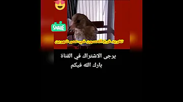 تغريد فرخ الحسون في عمر شهرين 