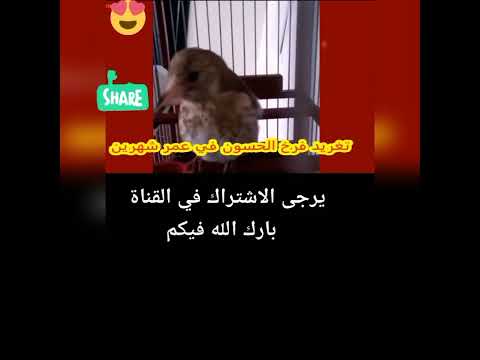 تغريد فرخ الحسون في عمر شهرين 