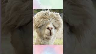 This dog is so lovely! 😘 Cute Pet Videos - 34 #shorts #youtubeshorts  #short #shortvideo #pets