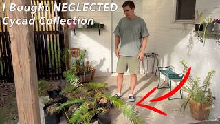 I Bought a Neglected Cycad Collection… Can I Save It? | Part 1