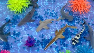 Sharks Collection Ocean World Playset -Official Toy Animals For Kids