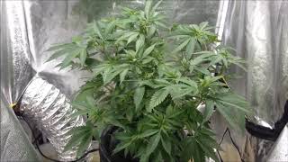 How to Scrog your plants