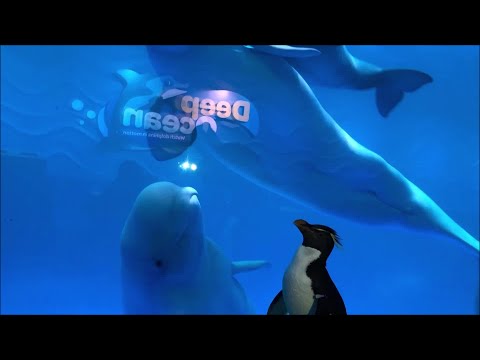 Shedd Aquarium Penguins Take Field Trip To Meet Beluga Whales