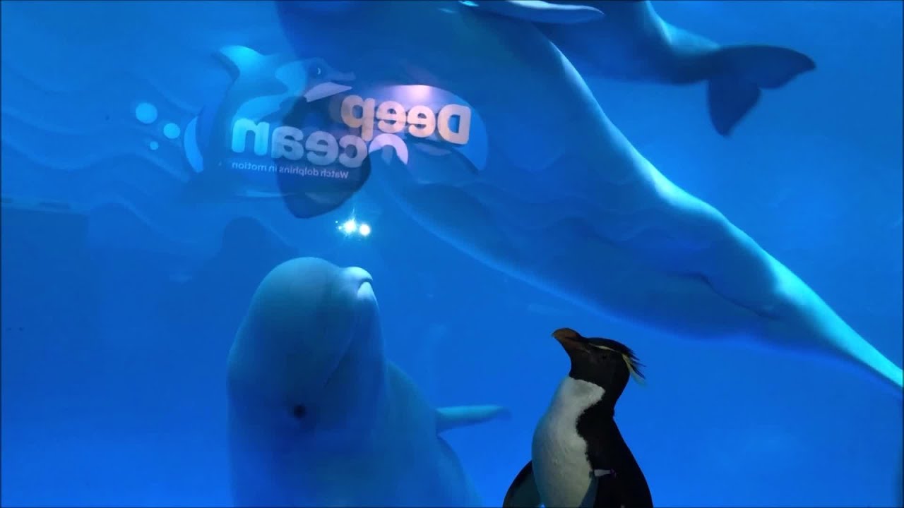 Watch penguin visit beluga whales in aquarium