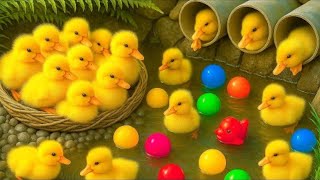 Mencari Bebek, Menangkap Bebek Lucu, Ayam Warna-Warni & Hewan Lainnya
