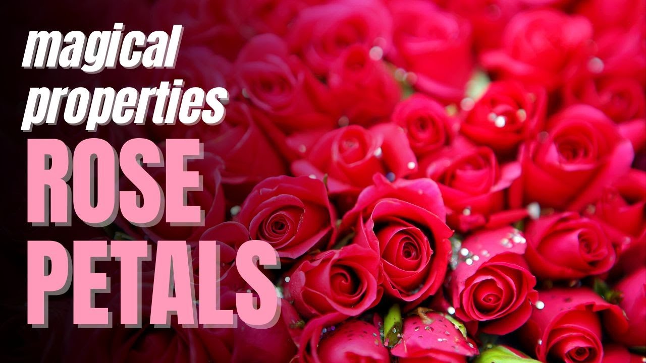 Rose Petals Magical Properties YouTube