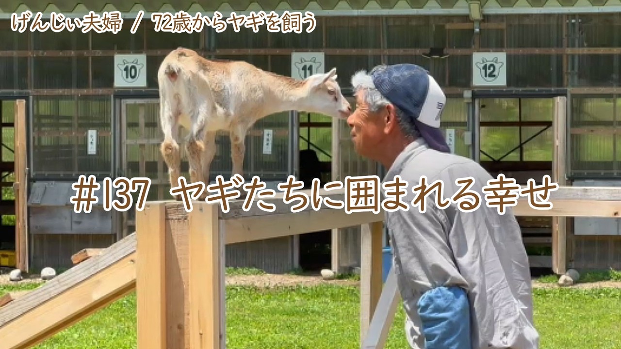 ヤギと暮らす ヤギと暮らすと、毎日なにか起きる。〜脱走が得意なヤギたち〜｜ヤギと