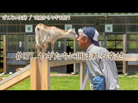 78歳ヤギ飼い#20】ヤギたちに囲まれる幸せ「72歳からの楽しいシニア