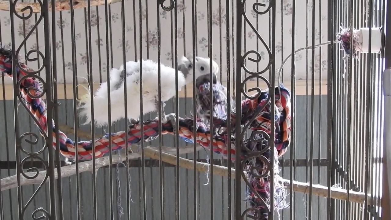 Dewey, the Cockatoo, Trying to Destroy Her Perch YouTube