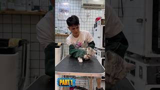 When Professional Groomers Struggle