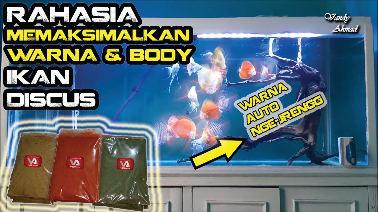 CARA MEMBUAT BURGER UNTUK MAKANAN IKAN DISCUS AGAR BENTUK DAN WARNA LEBIH BAGUS| Van'sVlog #33