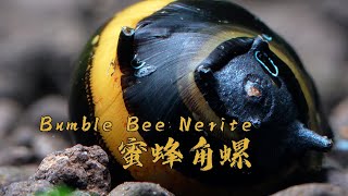 Clithon diadema - Bumble Bee Nerite - 蜜蜂角螺