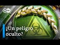 Argentina y el trigo transgénico: ¿el pan nuestro de cada día?