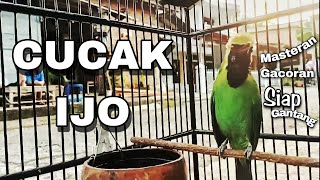 Video Masteran Full 30 Menit Cucak Ijo Gacor Langsung Nyaut