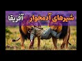 شیر های بزرگ و قدرتمند آفریقا که از گوشت انسان تغذیه میکنند شیرهای آدمخوا تسووو آفریقا آدمخوار