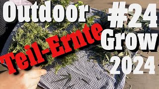 Partial Harvest in the Greenhouse | Cannabis Cultivation Outdoor Grow 2024 EP 24