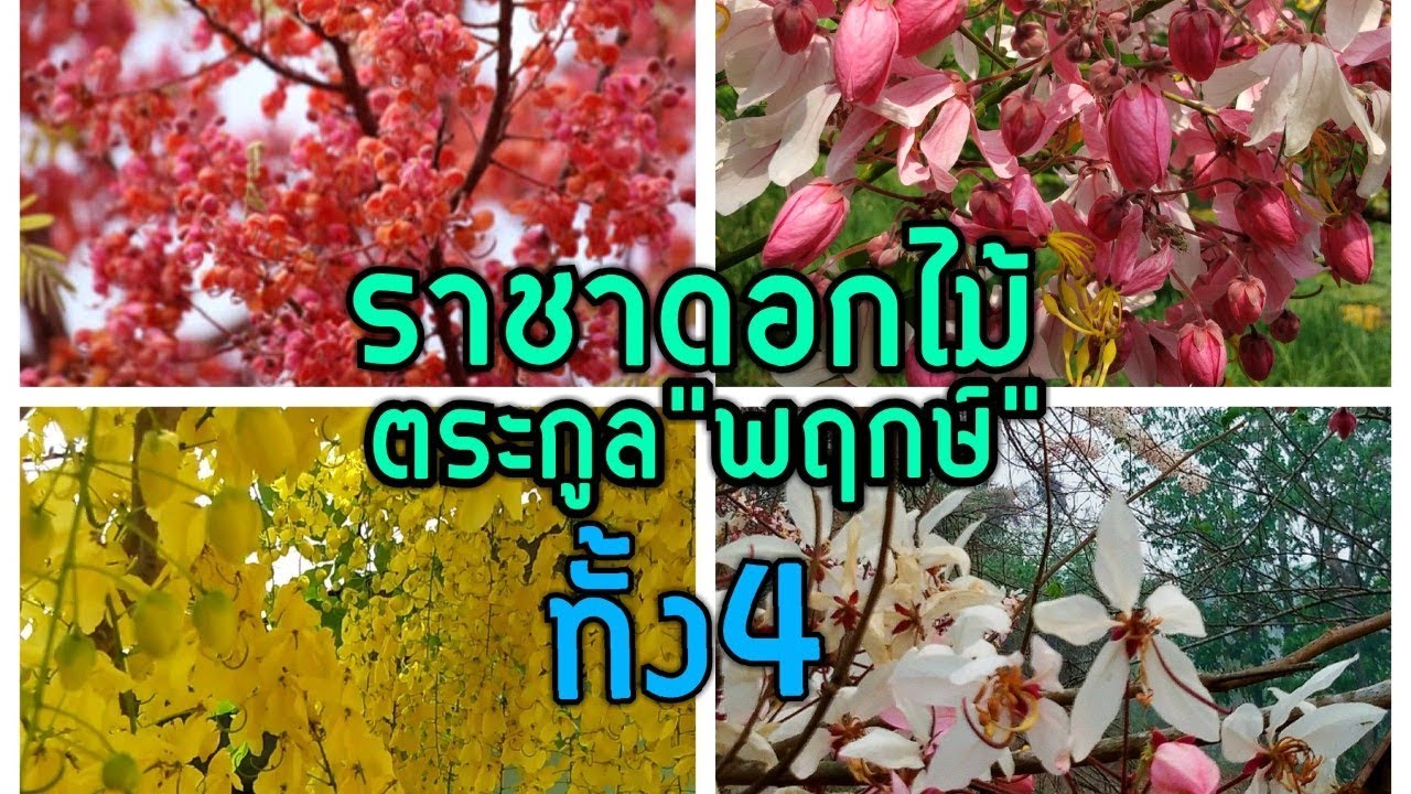 ราชาดอกไม้