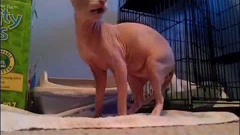 Watch the video about Male Spyhnx Cat Angry Face