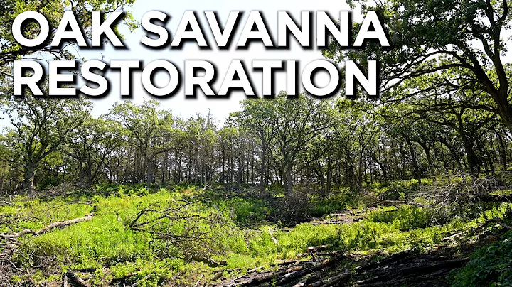 Oak Savanna Restoration For Deer & Turkey | Habita...