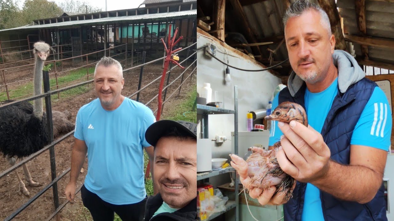 Vizitam Gradina cu Struți Bălilești Arges oct 2024✅ și livram 3 pui la Dolj✌️✅