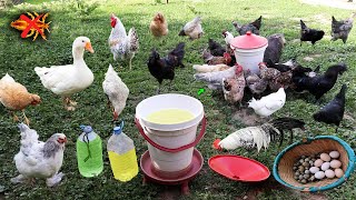 It's Simple  Solved Chicken Lice Problem  Chickens Don't Get Lice Any More  Farm  Egg Collection