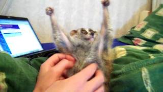 Slow Loris Tickle (Sonya The Tickle Lover)